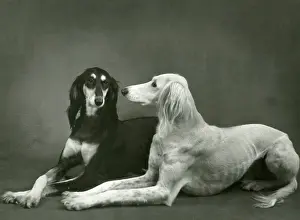 Saluki: FALL/SALUKI/1960