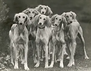 Saluki: Fall - Saluki Group - 1925