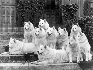 Belonging: FALL/SAMOYEDS/1935