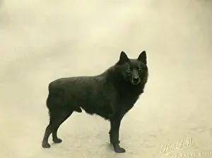 Ursus: FALL/SCHIPPERKE/1932