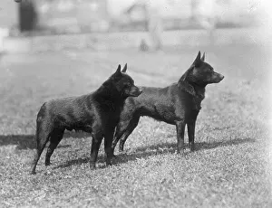 Schipperke: FALL/SCHIPPERKE/1938