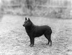 Gill: FALL/SCHIPPERKE/1940