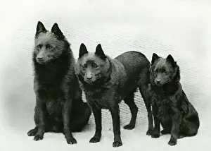 Gill: FALL/SCHIPPERKE/1940