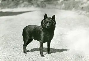 Ludford: FALL/SCHIPPERKE/1953