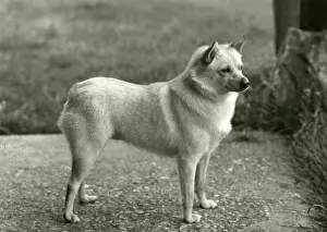 Schipperke: FALL/SCHIPPERKE/1964