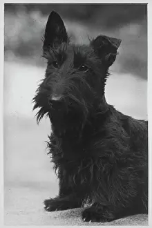 Unnamed: FALL/SCOTTISH TERR./1939