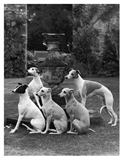 Whippet: FALL/SEAGIFT WHIPPETS