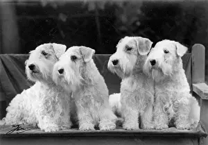 Sealyham: FALL/SEALYHAM/1943