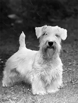 Sealyham: FALL/SEALYHAM/1949