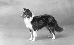 Shetland: FALL/SHETLANDSHEEPDOG/29