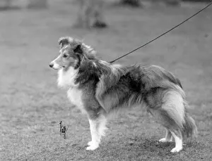 Shetland: FALL/SHETLANDSHEEPDOG/30