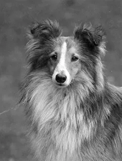 Bubbles: FALL/SHETLANDSHEEPDOG/38