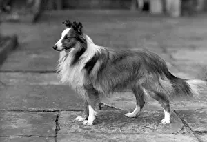 Shetland: FALL/SHETLANDSHEEPDOG/46