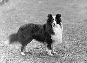 Pierrot: FALL/SHETLANDSHEEPDOG/50