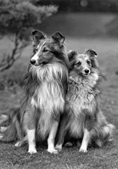 Bonnie: FALL/SHETLANDSHEEPDOG/51