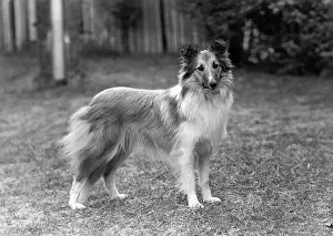 Thomas Fall: FALL/SHETLANDSHEEPDOG/52