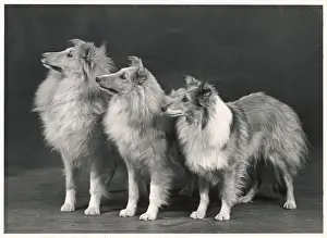 Shetland: FALL/SHETLANDSHEEPDOG/53