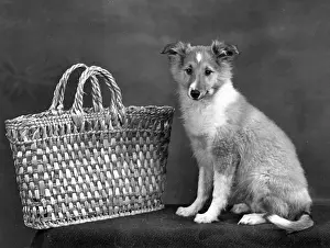 Unnamed: FALL/SHETLANDSHEEPDOG/53
