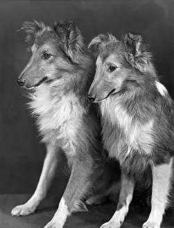 Bellas: FALL/SHETLANDSHEEPDOG/55