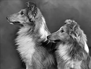 FALL/SHETLANDSHEEPDOG/55