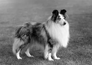 Thomas Fall: FALL/SHETLANDSHEEPDOG/62