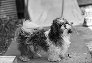 Shih: FALL/SHIH TZU/1949