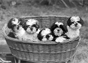 Shih: FALL/SHIH TZU/1949