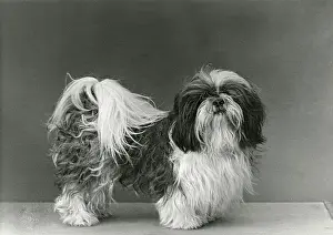 Wang: FALL/SHIH TZU/1954