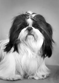 Ming: FALL/SHIH TZU/1959
