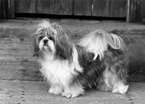 Ling: FALL/SHIH TZU/1962