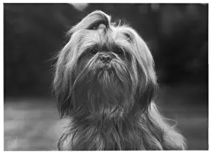 Shih: FALL/SHIH TZU/1962