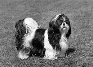 Cathay: FALL/SHIH TZU/1966