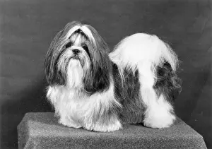 Shih: FALL/SHIH TZU/1974