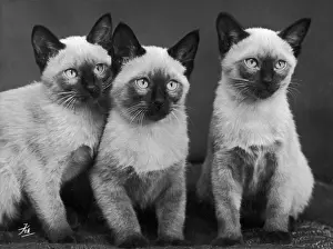 Siamese: Fall - Siamese Kittens