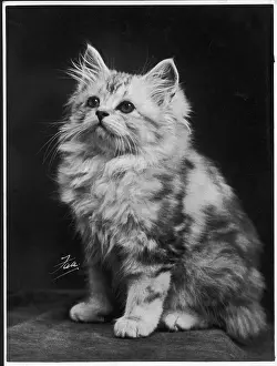 Fluffy: FALL/SILVER TABBY/1936