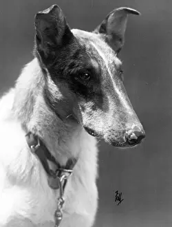 Laird: FALL/SMOOTH COLLIE/1934