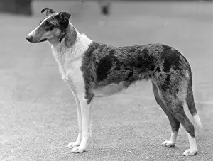 Lass: FALL/SMOOTH COLLIE/1936