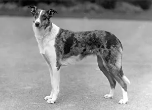 Lass: FALL/SMOOTH COLLIE/1936