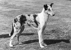 FALL/SMOOTH COLLIE/1961