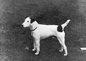 Doncaster: FALL/SMOOTH FOX TERRIER