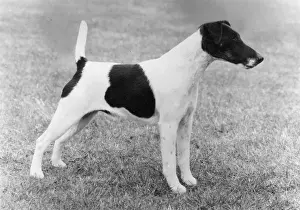 Bren: FALL/SMOOTH FOX TERRIER