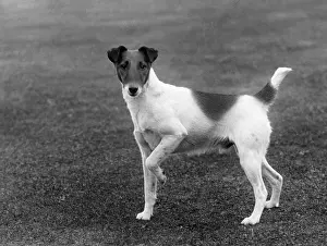 Unnamed: FALL/SMOOTH FOX TERRIER