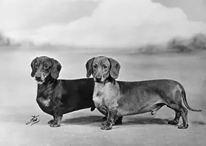 Dachshunds: Fall/Smooth-haired dachshunds owned by Mr J E Langdale