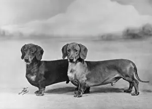 Dachshunds: Fall/Smooth-haired dachshunds owned by Mr J E Langdale