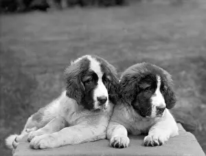Kennel: FALL/ST BERNARD/1930