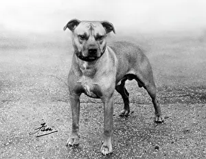 Eager: FALL/STAFF. BULL TERRIER