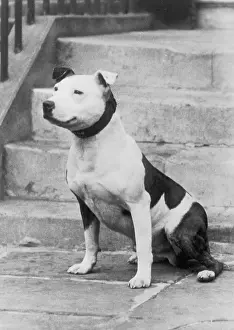 Mallen: FALL/STAFF. BULL TERRIER