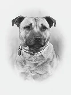Weller: FALL/STAFF. BULL TERRIER