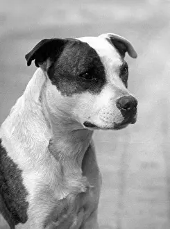 Buller: FALL/STAFF. BULL TERRIER
