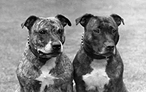 Desdemona: FALL/STAFF. BULL TERRIER